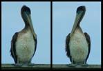 (54) pelican montage.jpg    (950x658)    200 KB                              click to see enlarged picture